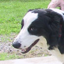 Macy was adopted in June,  2009